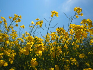 菜の花の花畑