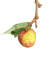 lychee isolated on white background