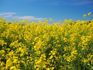 Obraz premium 菜の花の花畑