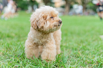 Adorable poodle enjoys happy time on the grass with owner on weekend