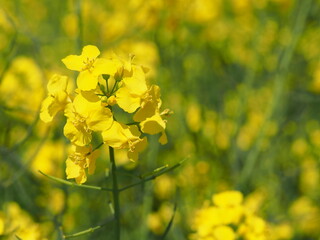 菜の花の花畑