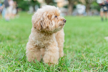 Adorable poodle enjoys happy time on the grass with owner on weekend