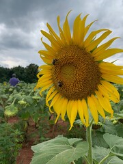 Sunflower with bees