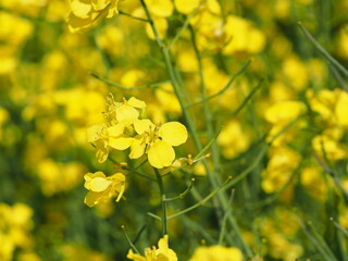 菜の花の花畑