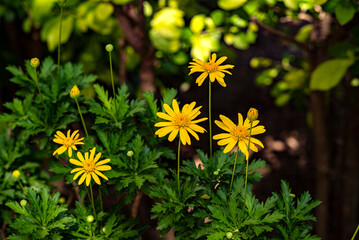 flores, flor amarilla, flor silvestre, margaritas