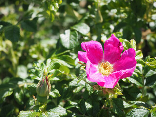 Obraz premium 鮮やかなハマナスの花