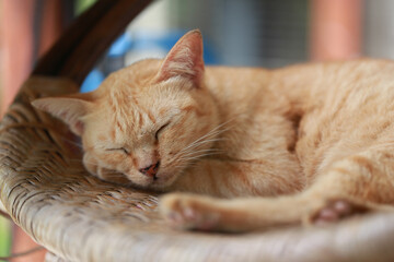 Cute ginger cat lying in the basket. Selective focus.