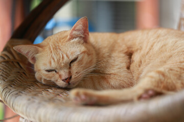 Cute ginger cat lying in the basket. Selective focus.
