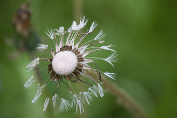 Water droplets on dandelion seeds at Kennecott mine on a summer day in Alaska.