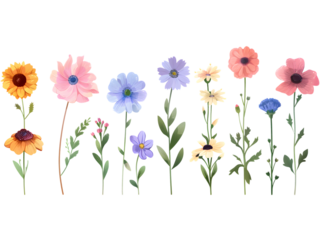 A row of colorful flowers with a white background
