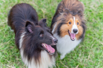 This photo shows a Shetland Sheepdog, or Sheltie, happily walking through a lush green meadow. With...