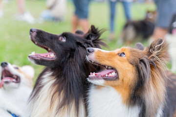 This photo shows a Shetland Sheepdog, or Sheltie, happily walking through a lush green meadow. With...