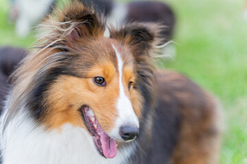 This photo shows a Shetland Sheepdog, or Sheltie, happily walking through a lush green meadow. With...
