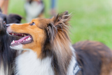 This photo shows a Shetland Sheepdog, or Sheltie, happily walking through a lush green meadow. With its fluffy, thick coat and energetic stride, the dog radiates joy and playfulness.