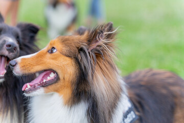 Fototapeta premium This photo shows a Shetland Sheepdog, or Sheltie, happily walking through a lush green meadow. With its fluffy, thick coat and energetic stride, the dog radiates joy and playfulness.