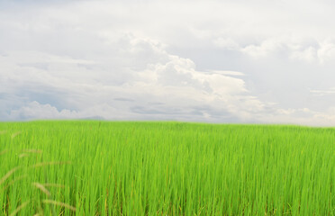 green field and blue sky