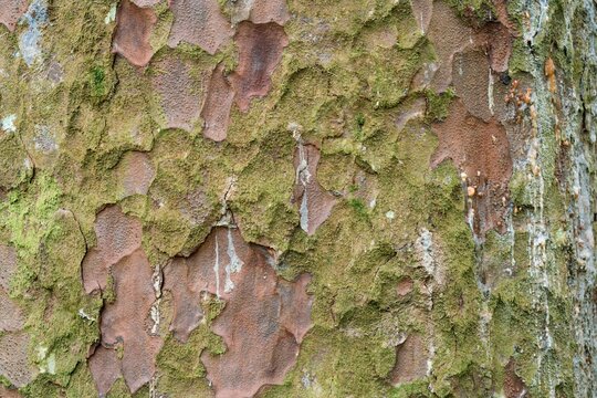 old kauri tree bark texture