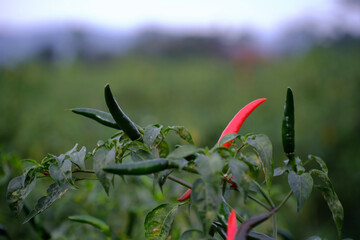lush chili plants in the plantation 