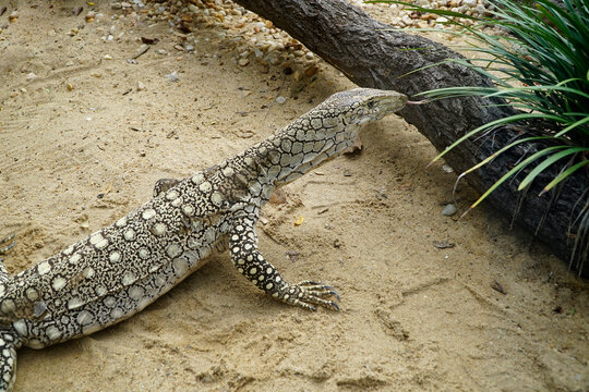 Perentie or Monitor lizard close up