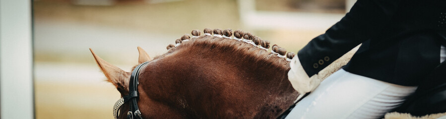 Horse, dressage close-ups in the tournament.