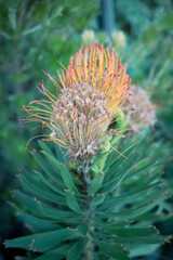 プロテア　寄せ植え