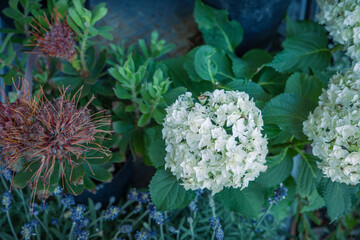 紫陽花の寄せ植え