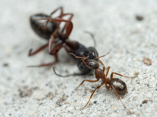 7010407 wood ant, Formica sp., gripping a dead carpenter ant, Camponotus sp., cECP 2024