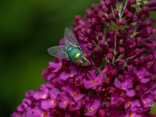 P6290285 Common greenbottle fly, Lucilia sericata, on a butterfly bush, Buddleia davidii, flower, cECP 2024