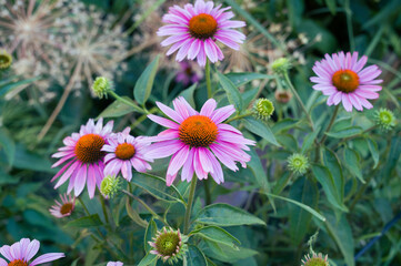 ハイラインの植え込み