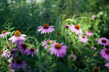 ハイラインの植え込み