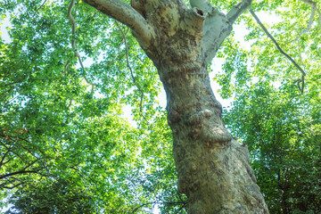 初夏のセントラルパーク