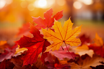 Fototapeta premium Vibrant Autumn Leaves in Colorful Fall Foliage with Sunlight in Background