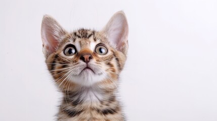 Cat with humorous expressions and unique poses against a white backdrop