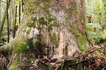 old kauri tree trunk