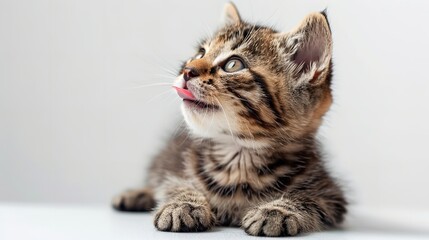 Obraz premium Cat with the lifted paw, striking a charming and playful pose