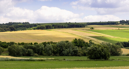 Landscape with field and blue sky. Agricultural crops. View. Nice nature.