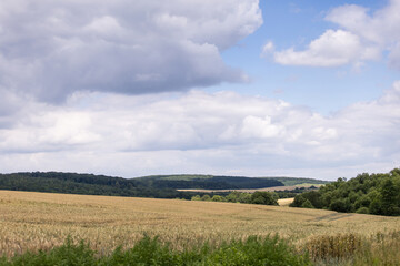 Fototapeta premium Landscape with field and blue sky. Agricultural crops. View. Nice nature. Field of wheat