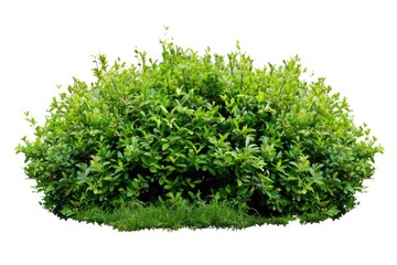 Naklejka premium Green Bush Isolated on White Background. Shrub Garden Plant Concept