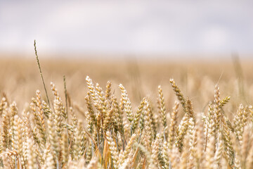 Golden wheat field in summer. Ears of wheat. Yellow field of cereals