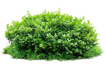 Fototapeta premium Green Bush Isolated on White Background. Shrub Plant in Garden