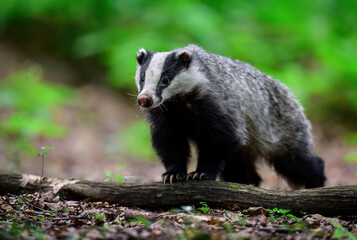 Badger close up ( Meles meles )