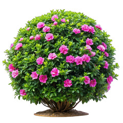 Obraz premium Lush garden bush with pink flower isolated on transparent background
