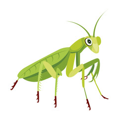A flat style icon of cute mantis

