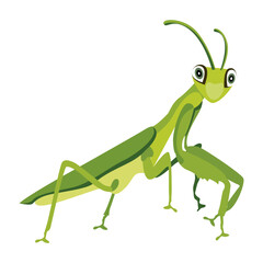 mantis, mantodea, stagmomantis, insect, creature, specie, predator, invertebrate, bug, flat, vector, icon, 

