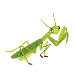 mantis, mantodea, stagmomantis, insect, creature, specie, predator, invertebrate, bug, flat, vector, icon, 

