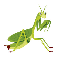 Mantis insect icon in flat style 

