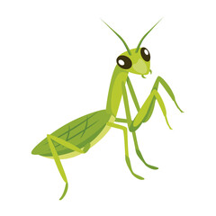 A flat style icon of tropical mantis 

