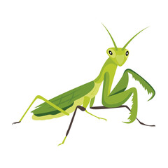A cute flat style icon of mantis

