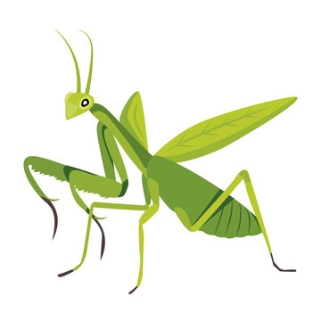 An icon of mantodea insect in flat style  


