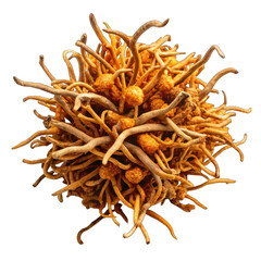 Obraz premium Ophiocordyceps sinensis top view isolated on transparent background